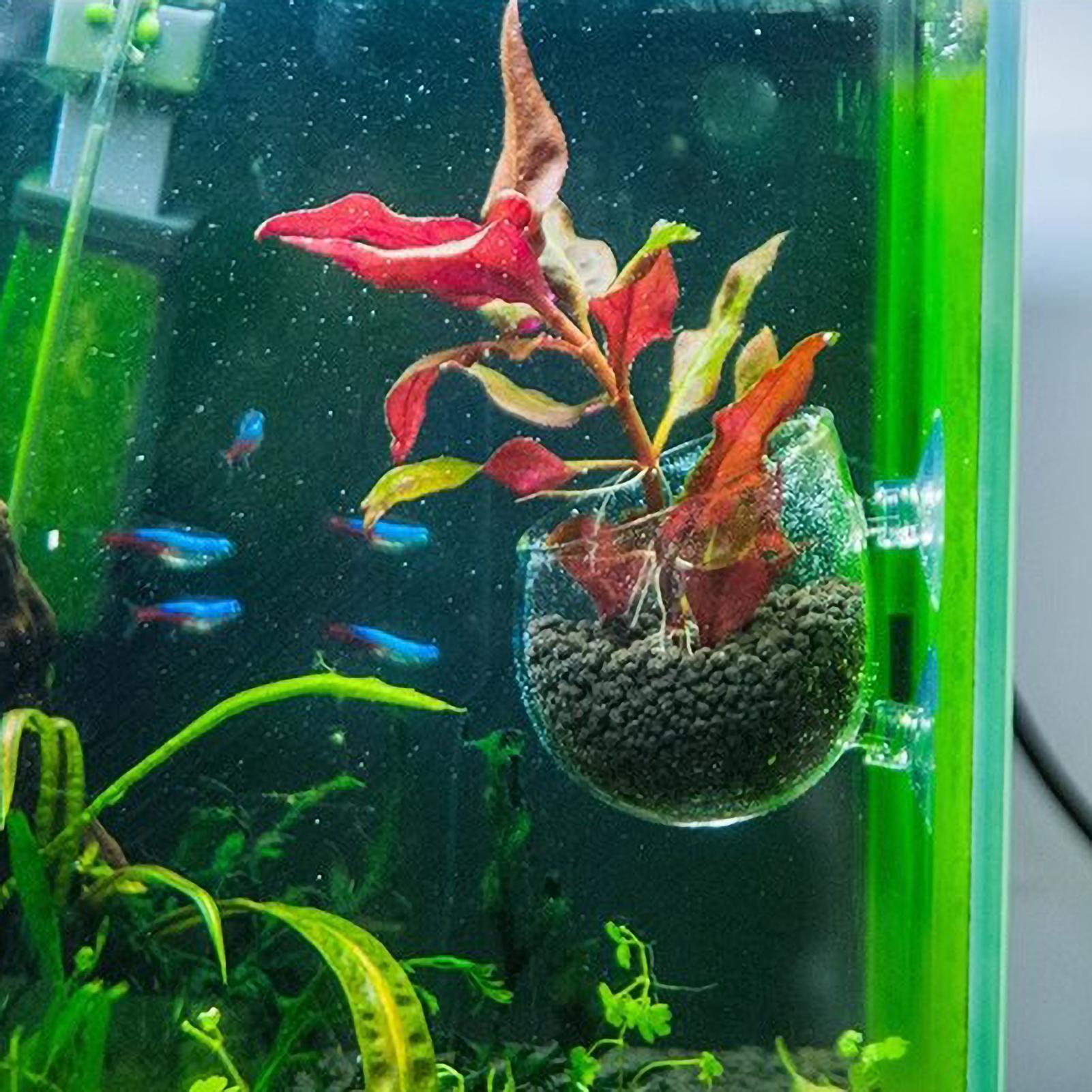 Aquarium Plant Holder Glass Aq - огляд і ціна Aquarium Plant Growth