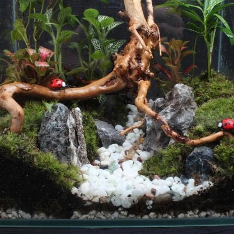 Natural Tree Trunk Driftwood A - огляд і ціна Planted Aquarium Making